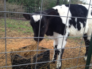 Cow on the Farm