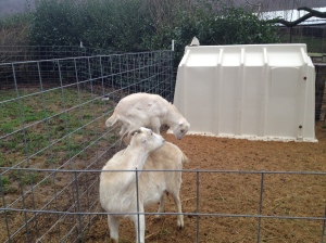 Goats playing